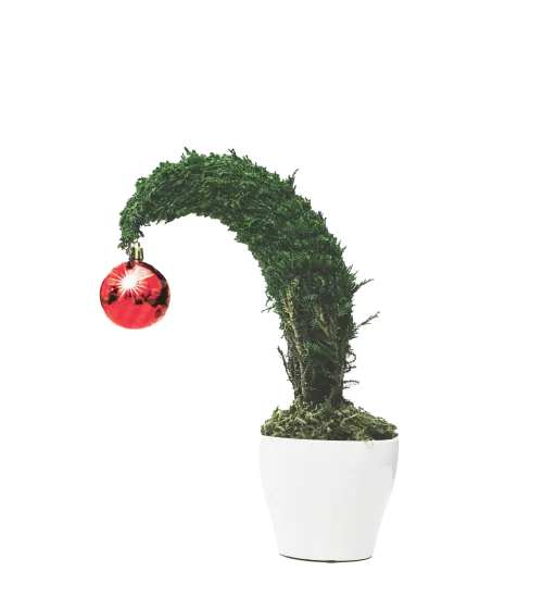 Potted Spiral Mini Fir Tree