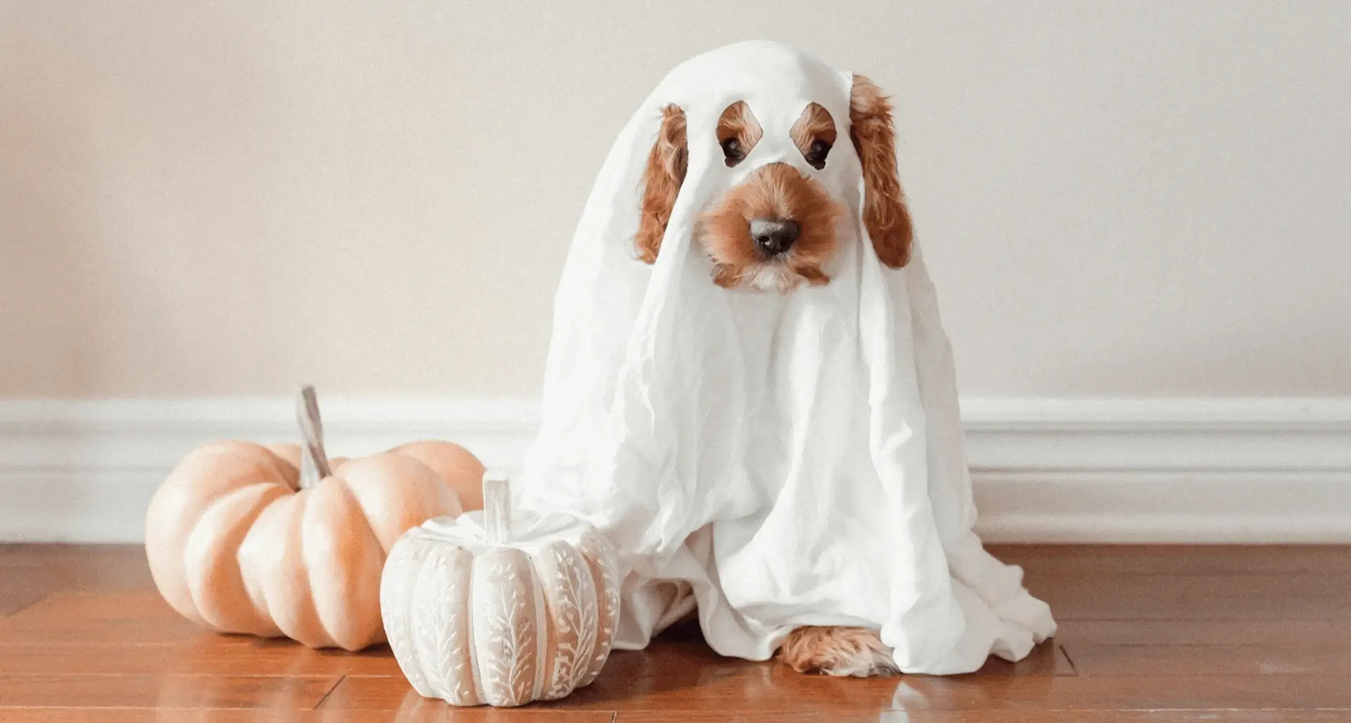 Easy Halloween Costume Ideas You Can Create Quickly