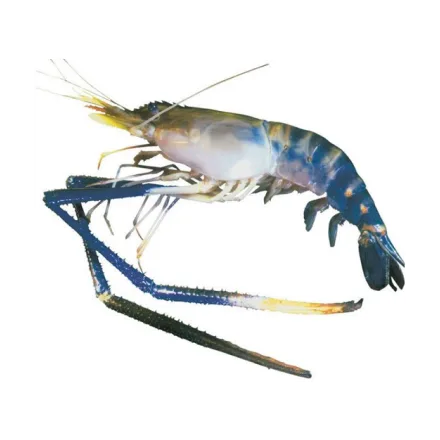 Blue River Prawns 400g