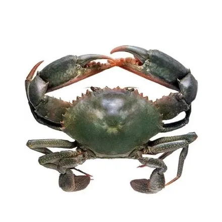 Live Mud Crab