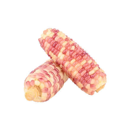 Waxy Corn Cobs, Pack of 2