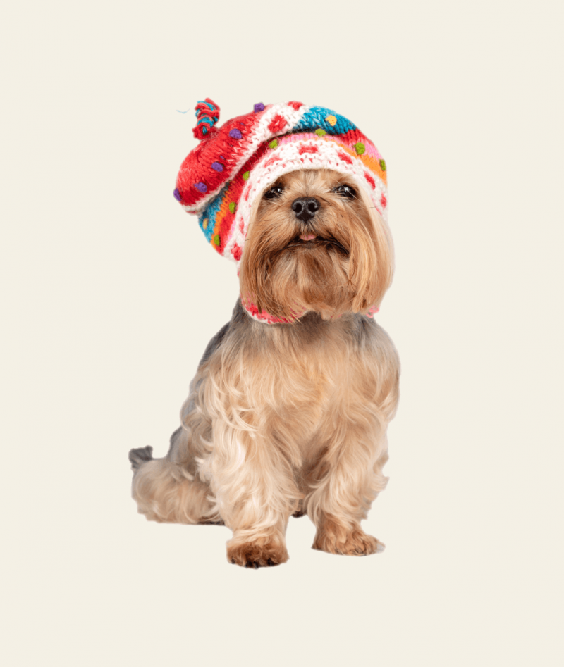 Quality Pet Hat