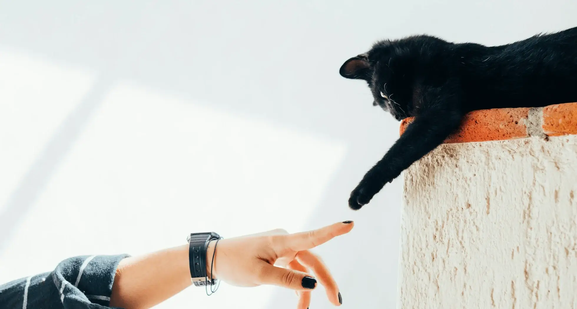 Essential Pet Care Tips for New Owners