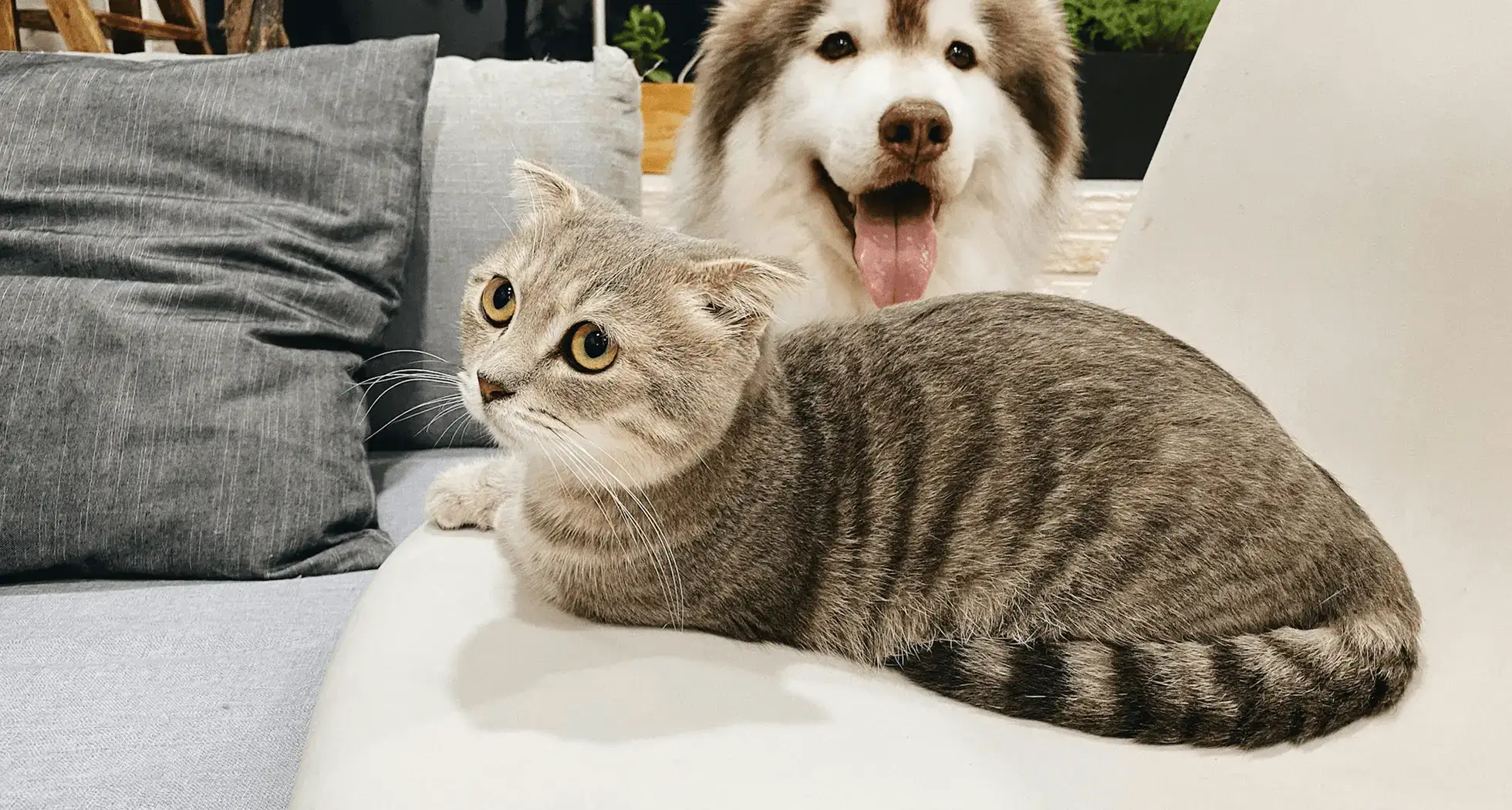 Best Pet Accessories for Everyday Comfort