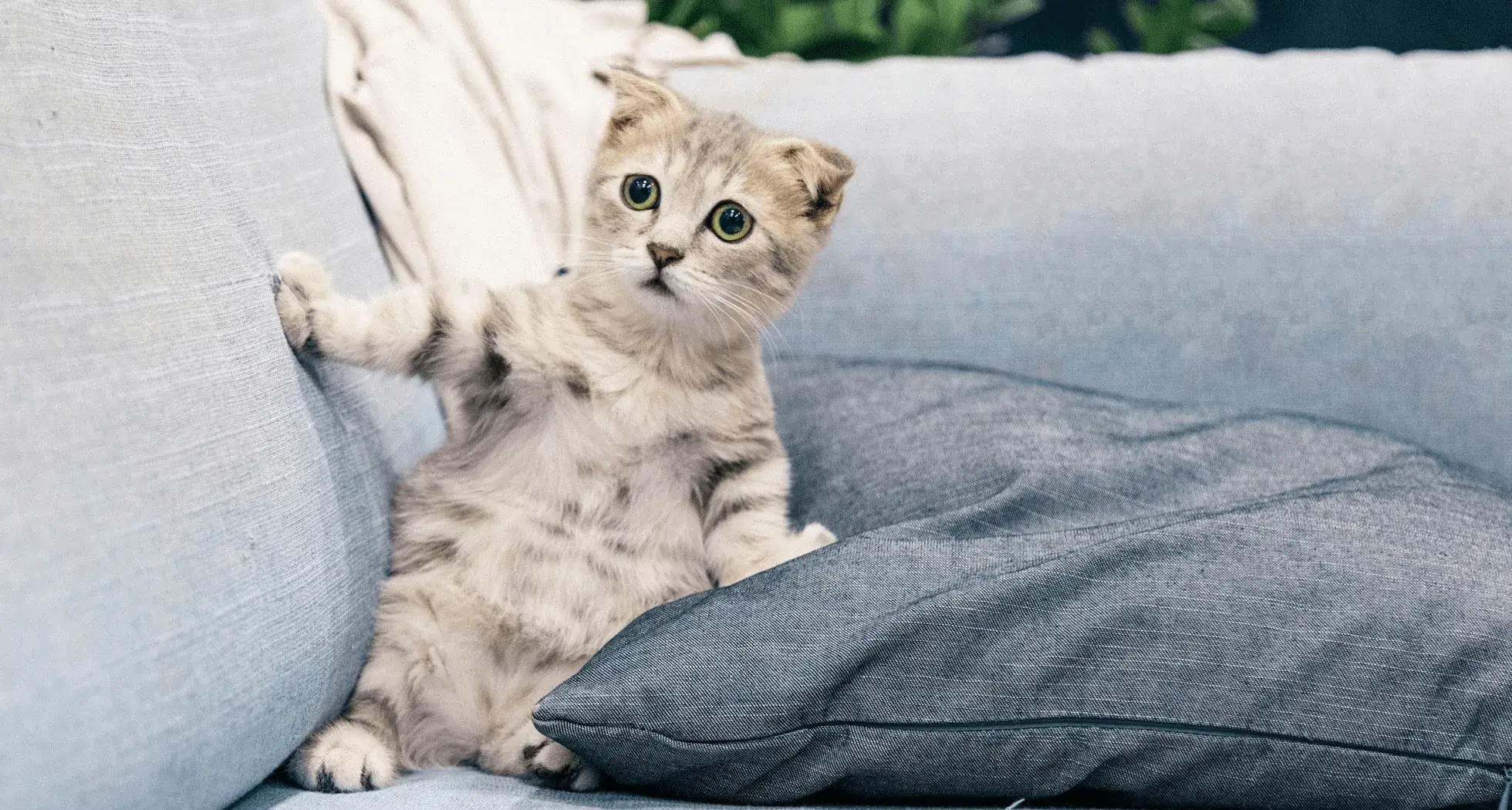 Healthy Pet Food Guide for Happy Pets