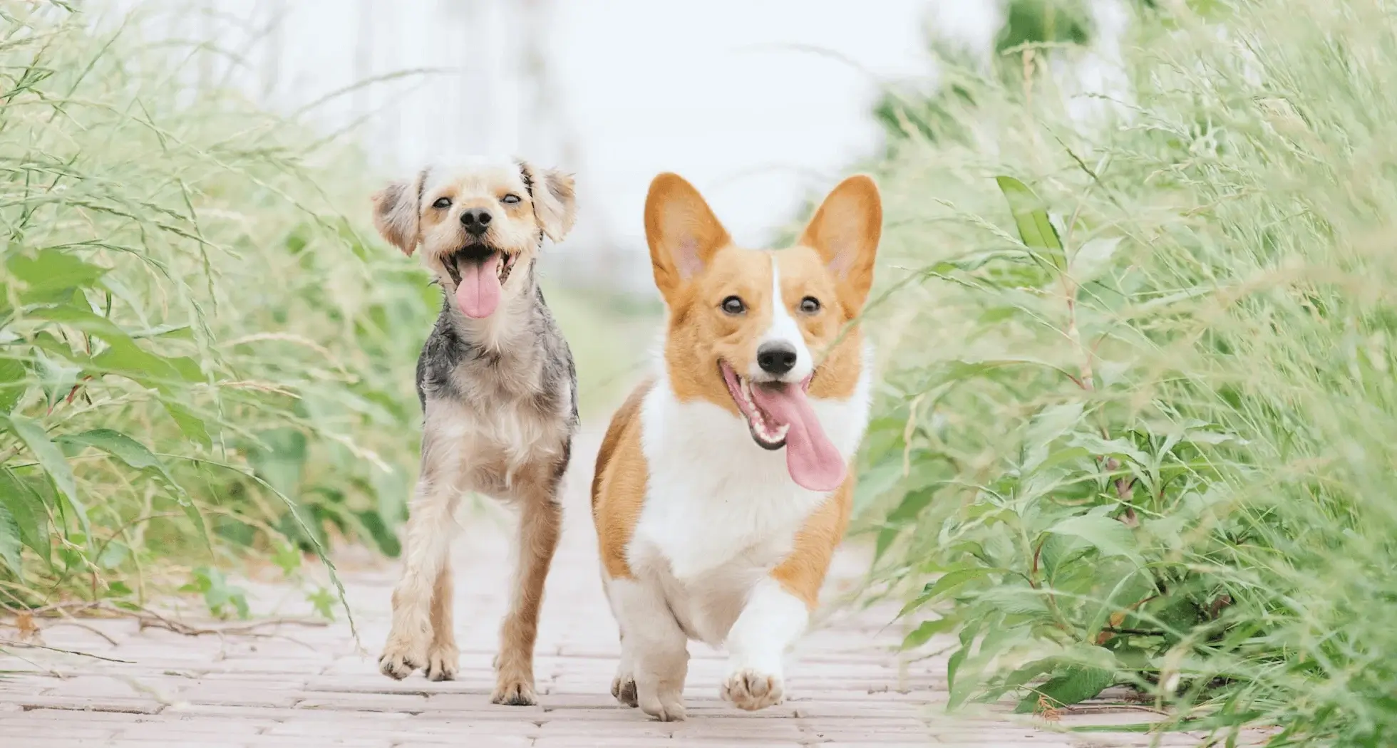 Pet Grooming Tips You Can Do at Home