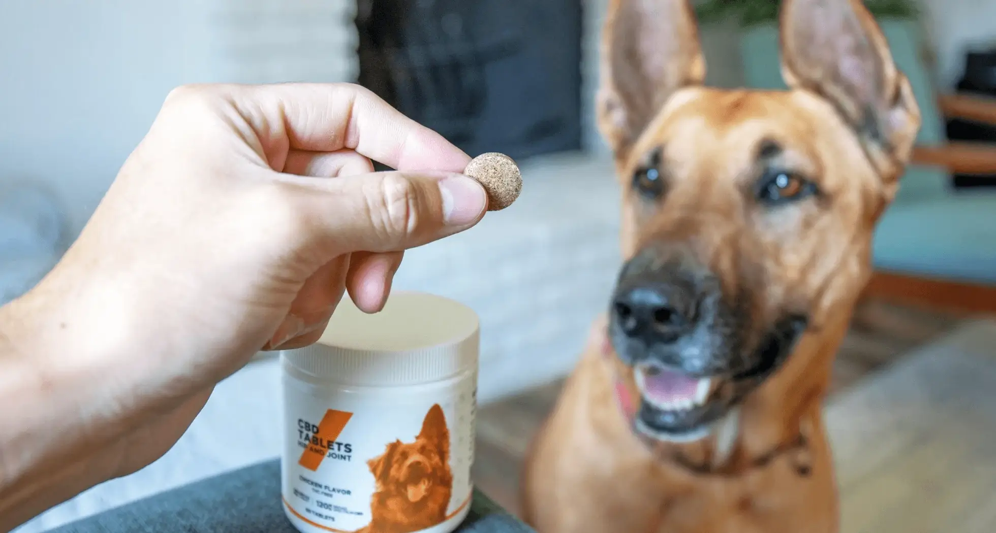 How to Create a Pet-Friendly Home