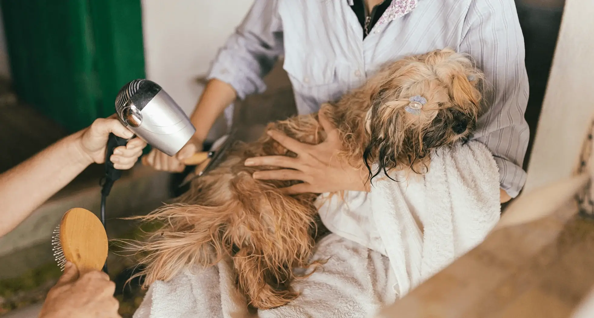 Traveling with Pets Made Easy