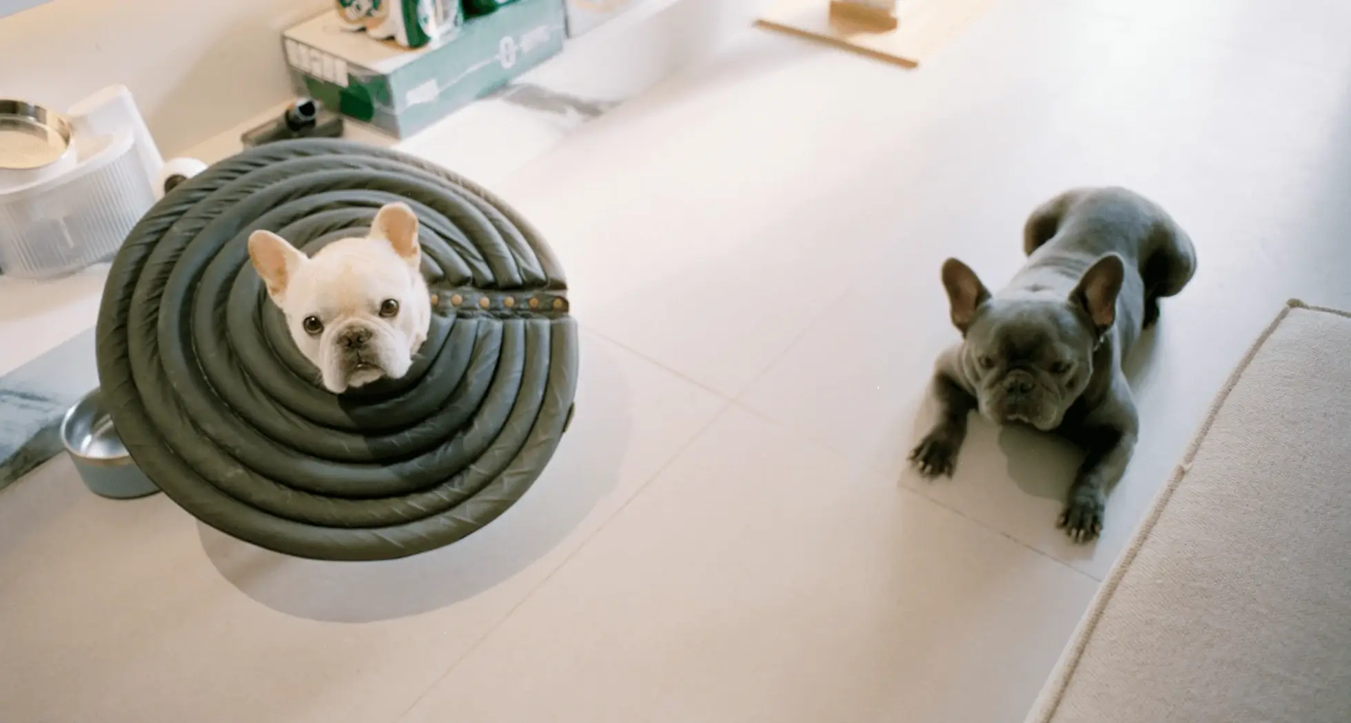 Training Tips for Happy and Well-Behaved Pets