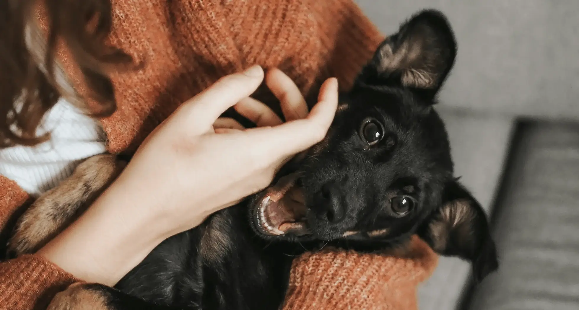 Seasonal Pet Care Guide for Year-Round Comfort