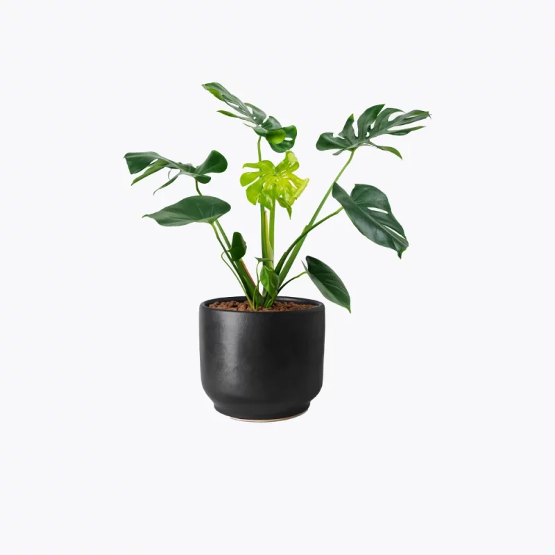 Sample plant 5