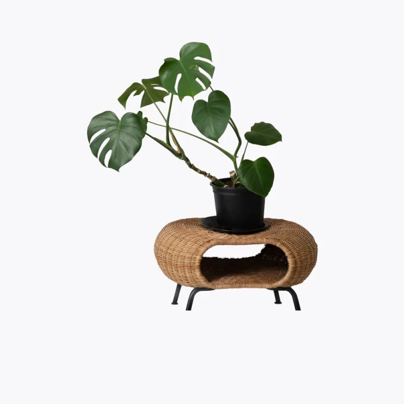 Sample plant 9
