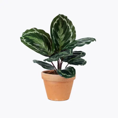 Deco Planters